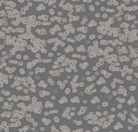 Ковровое покрытие Flotex  Sottsass 990304 Bacteria