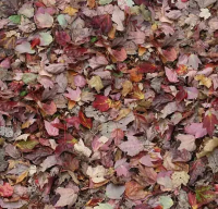 Ковровое покрытие Flotex Vision Image 000532 autumn leaves - red