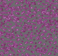 Ковровое покрытие Flotex  Sottsass 990301 Bacteria