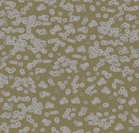 Ковровое покрытие Flotex  Sottsass 990401 Bacteria